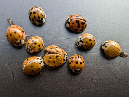 Native to eastern Asia, multicolored Asian lady beetles were introduced in the United States as a means of biological insect control