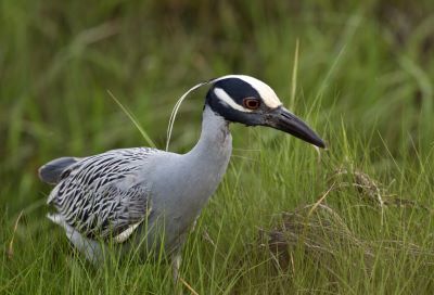 Yellow-crowned night herons are listed as endangered in Illinois.  photo credit:  johnandersonphoto