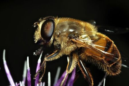 A handsome hover fly, which developed from a larva known as a rat-tailed maggot (or 'mousie' to ice fisher people) pauses on top of a flower. Photo credit:  iStock