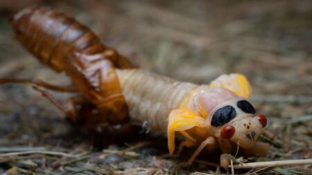 In preparation for the performance of its life, a periodical cicada emerges from its nymphal exoskeleton.  The dark spots behind the eyes are clusters of pigment that will spread across the body as the insect ages.  Photo credit:  Don Cornett/iStock