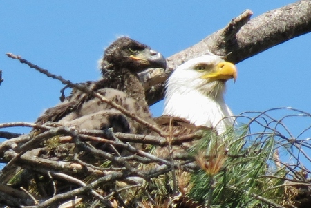 Photo taken by the late local photographer, Ron Dickenson