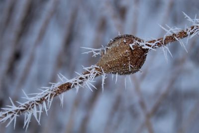 Inside this gumball-sized sphere, a goldenrod gall fly larva will spend the winter in diapause- insects' version of hibernation.  Photo by Chris Gingrich