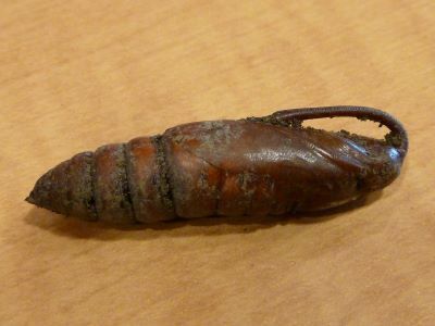 The hornworm pupa displays a prominent proboscis and wing pads - interesting in and of themselves, but even more so considering that neither feature is present on the caterpillar itself.