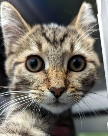 Pet of the Week Spoon is available for adoption at Kane County Animal Control.