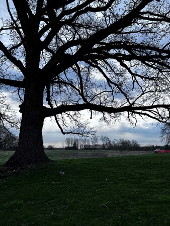 Old Oak Tree in Kane County