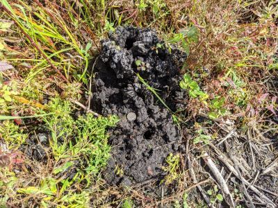 Topped with a large hole, a crayfish chimney stands tall and volcano like at Ferson Creek Fen Nature Preserve in St. Charles. A second, smaller hole, which plays a role in burrow ventilation, can be seen below the quarter used for scale. 