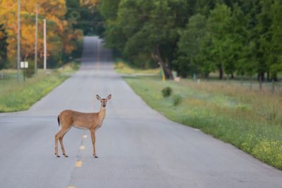 IDOT, IDNR remind motorists to resist the urge to swerve. 