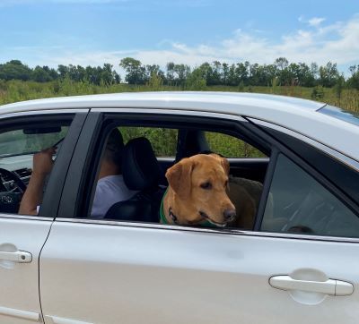 A recent report shows microchipping is up in Kane County thanks to yearly drive-thru clinics. 