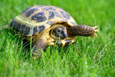 Russian turtle.  photo courtesy of St. Charles Park District