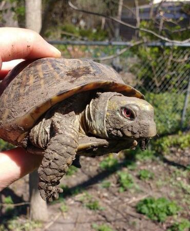 This Monday, Columbus Day, marks 45 years that Arthur the ornate box turtle has lived as a pet.  His longevity, as well as improved conservation laws prohibiting the capture of other wild turtles, are worth celebrating. 