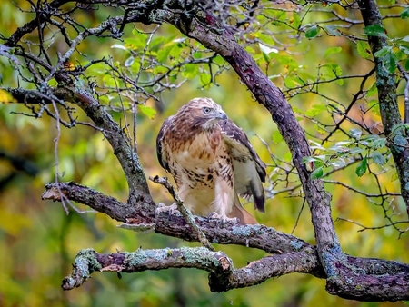 Icarus the red-tailed hawk, rendered flightless and nearly featherless by a landfill flame, today is fully recovered and flying free.  Photo credit:  Cheryl Smith