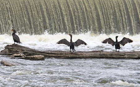 Tasked with hunting aquatic prey yet lacking water-repellent feathers, cormorants spend a significant amount of time drying off after feeding.  Adults are brown-black while immature birds are lighter in color with a pale neck and breast. 