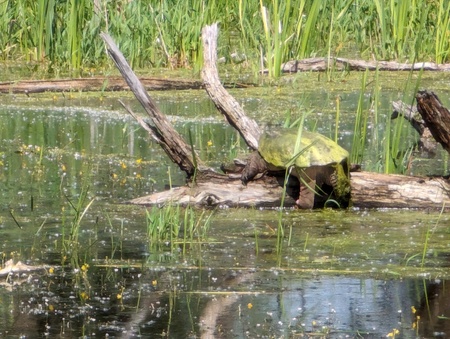 Although large, even snapping turtles like this one—which is the size and color of a large watermelon—can fall victim to fishing line. (photo by Keith Falato) 