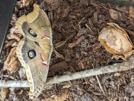 A newly emerged male polyphemus moth rests after his recent emergence from his home of seven months, the cocoon on the right.