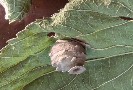 This earthen pot, smaller than a dime, is the work of a Eumenes potter wasp. The open hole indicates this nest is empty; a nest with an egg inside will be sealed at the lip and should be left in place.