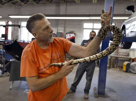 Brad Lundsteen, owner of Suburban Wildlife Control, holds a ball python he removed from a car in Geneva. Brian Hill/bhill@dailyherald.com