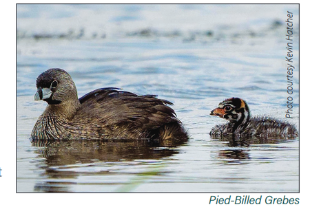 Pied-Billed Grebes