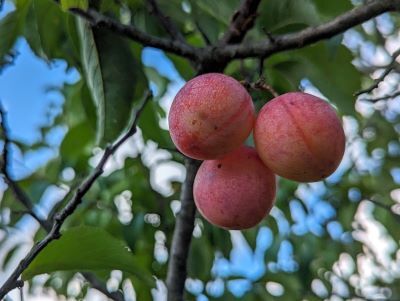 Measuring an inch or so in diameter, wild American plums are smaller than commercial varieties but packed with flavor.  This native species also provides many benefits to local wildlife. 