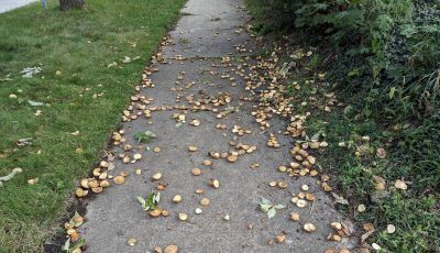 If you think you're seeing more nuts than usual this year, you're not alone.  Our region is experiencing an abundance of mast, or tree fruit, this year, with many species producing prodigious quantities of seeds.  