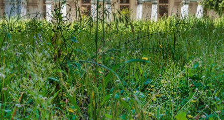 Overgrown grass is a common complaint 