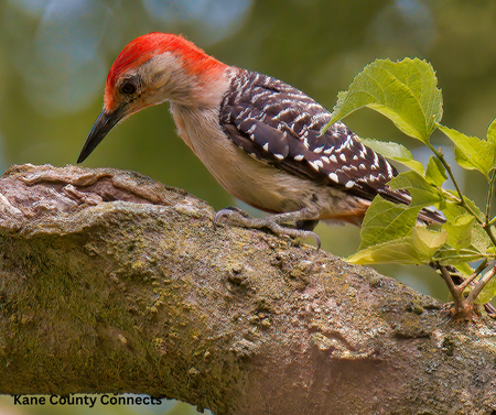 Where woodpeckers excavate on houses depends on a number of factors