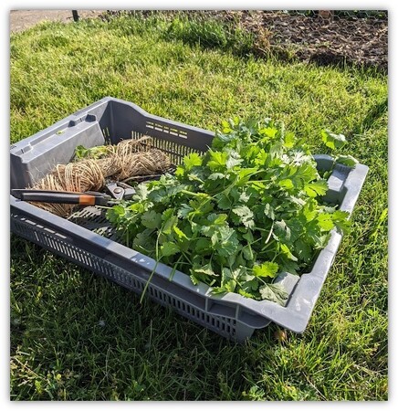 First harvest from the Kane County Goverment garden.