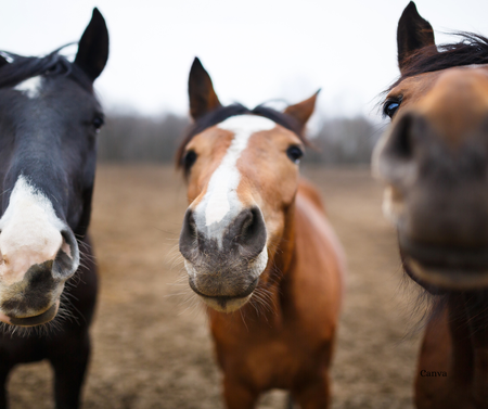 Kane County is home to a thriving equestrian community.