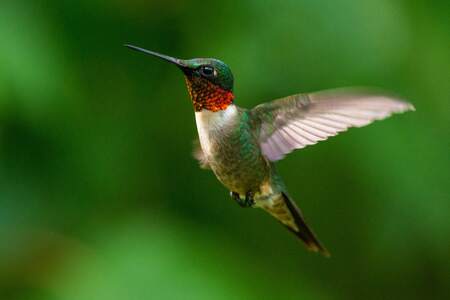 Itsy bitsy and flitty, with iridescent plumage that flashes emerald in the sun, hummingbirds shine like winged jewels among our local feathered friends 