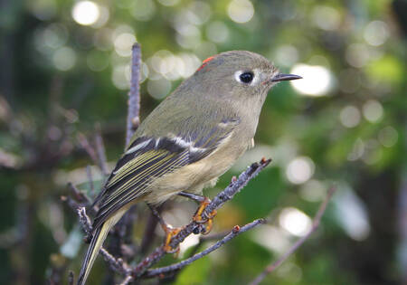 Less boldly marked than their golden-crowned cousins, the ruby-crowned kinglet does have a noticeable white eye ring and wing bar. However only males bear the ruby crown, and they often keep it tucked out of sight.