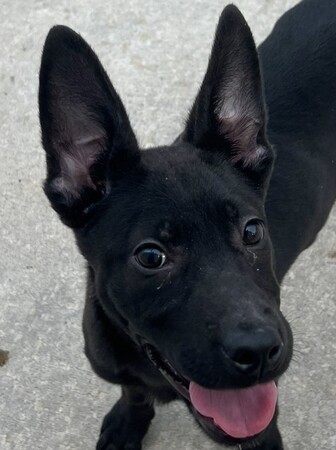 Meet Rhiannon!