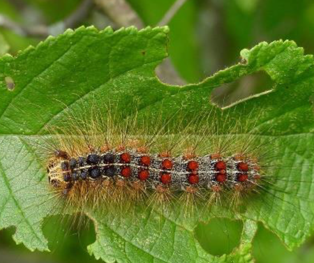 Spongy Moth