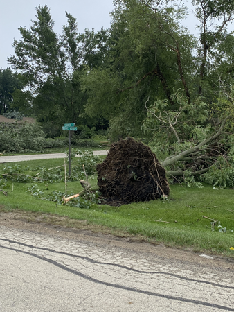 Damage to Trees by the Dozen near Elgin  