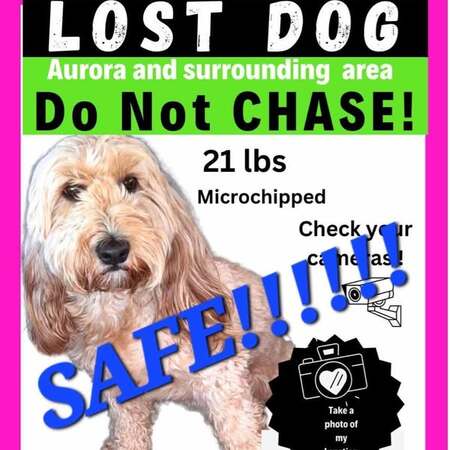 Missing Poster Searching for Lucy