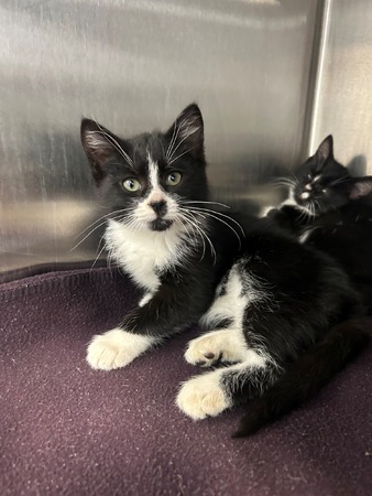 Kane County Animal Control Welcomes Licensed Illinois Rescues to Join Online Network