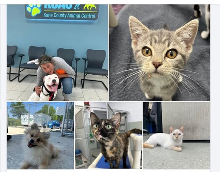 To learn more about KCAC's adoptable animals or to complete an adoption application, visit www.kanecountypets.org.
