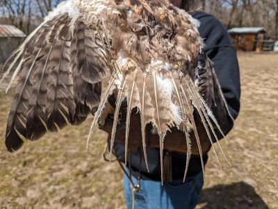 This temporarily flightless male red-tailed hawk, which last fall encountered a landfill flare, displays what's left of his tail. Instead of red, the feathers show the remnants of his finely barred immature plumage. 
