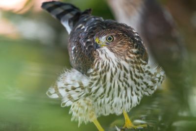 This young Cooper's hawk can be identified by its immature plumage- a brown back, white breast with crisp brown streaks- as well as its light-colored eyes.  Adult birds have a bluish-gray back, orangish bars on the breast and red eyes. 