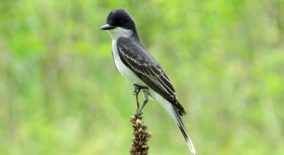 The eastern kingbird, Tyrannus tyrannus, gets its scientific name from its tyrant-like approach to territory defense, which can include defensive strikes at squirrels, crows and even hawks. Photo credit:  US Fish & Wildlife