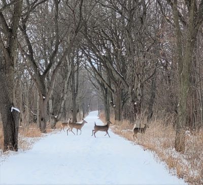 A family of white-tailed deer cross the Gilman Trail in Aurora in winter. 