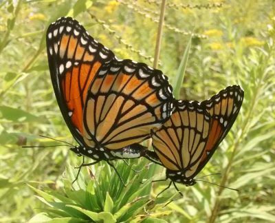 Think you're seeing monarchs mating?  Look again!  These two butterflies are viceroys, distinguished from monarchs by the dark line across the hindwing and by a host of lifestyle differences. 