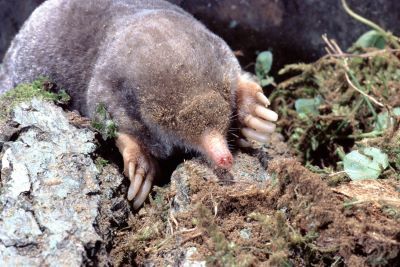 The eastern or common mole, is also known as Scalopus aquaticus, does not live in water, though its large front feet do an admirable job of swimming through soil.  Photo credit:  Dr. William J. Weber