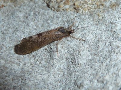 Also known as River Bugs, caddisflies periodically emerge en masse from the Fox River and its tributaries.  Their larvae live underwater for up to a year, and frequently are used as indicators of aquatic ecosystem health. 
