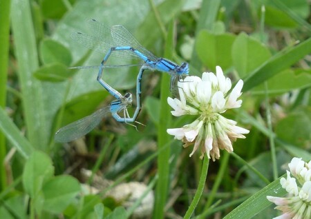 Rather than round, the wheel formation of these mating damselflies is nearly heart shaped. 