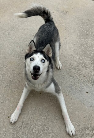 Meet Azule!