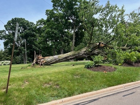 Large tree downed in recent storms