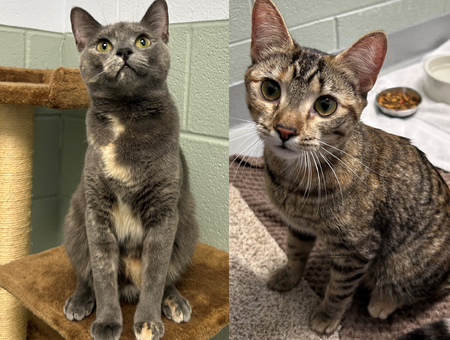 Meet Beef and Bean Sprout