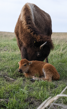 Baby bison born on May 9 in Kane County 