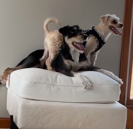 Daffy has been adopted