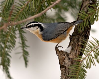 Keep an eye open for this seasonal gift, the red-breasted nuthatch.  These perky birds use conifers as a source of both food and shelter.  Photo credit:  Rejean Bedard courtesy of St. Charles Park District. 