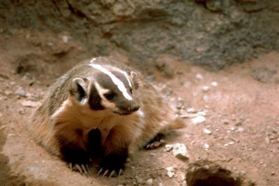 The American badger is ideally suited to its role as fossorial carnivore, or a predator that digs.  Its front claws are nearly two inches in length, and the toes are partially webbed to aid in scooping soil.  Photo credit: Stolz, Gary, USFWS, USFWS M. 